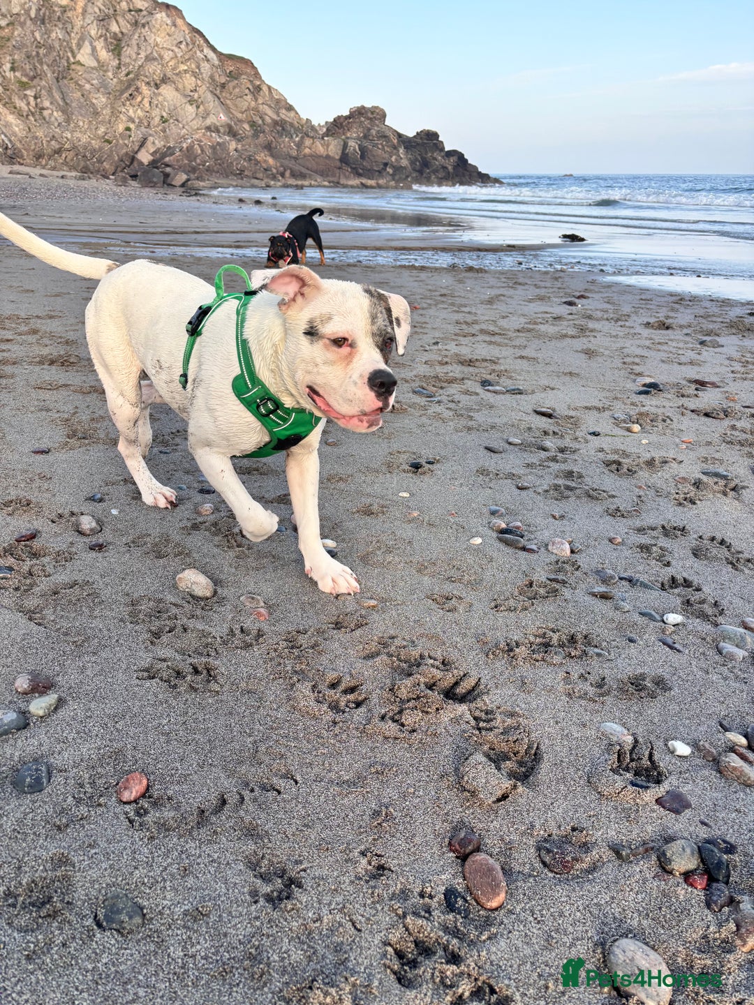 Mixed Breed dogs for sale: Dotty - Image 12
