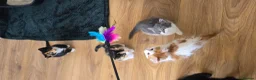Mixed Breed cats for sale: Beautiful Kittens Looking for Their Forever Homes - Advert 12
