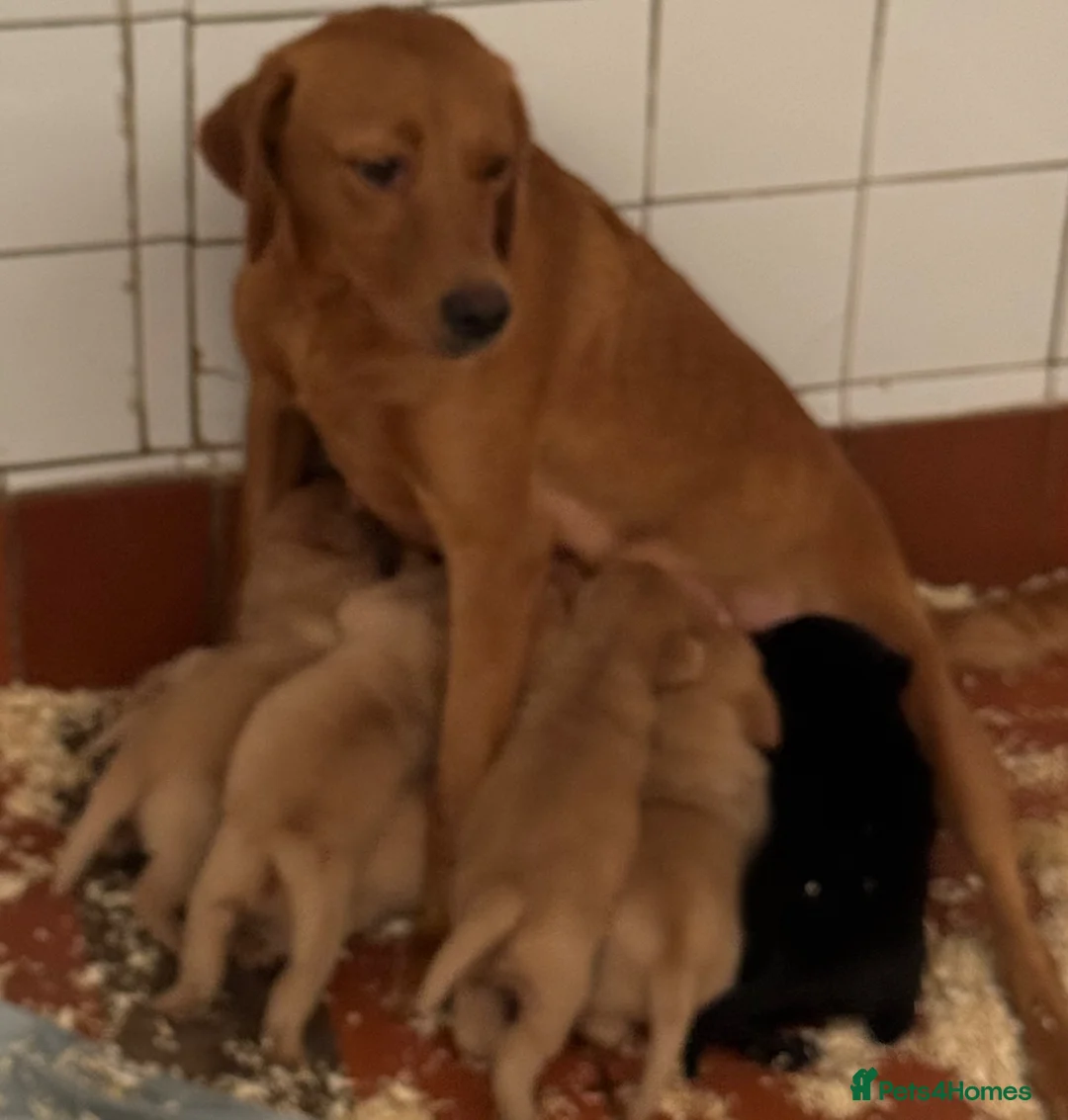 Labrador Retriever dogs for sale: Labradors FOX RED - Advert 18
