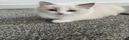 Ragdoll cats for sale: TICA REGISTERED RAGDOLL KITTENS  - Advert 21