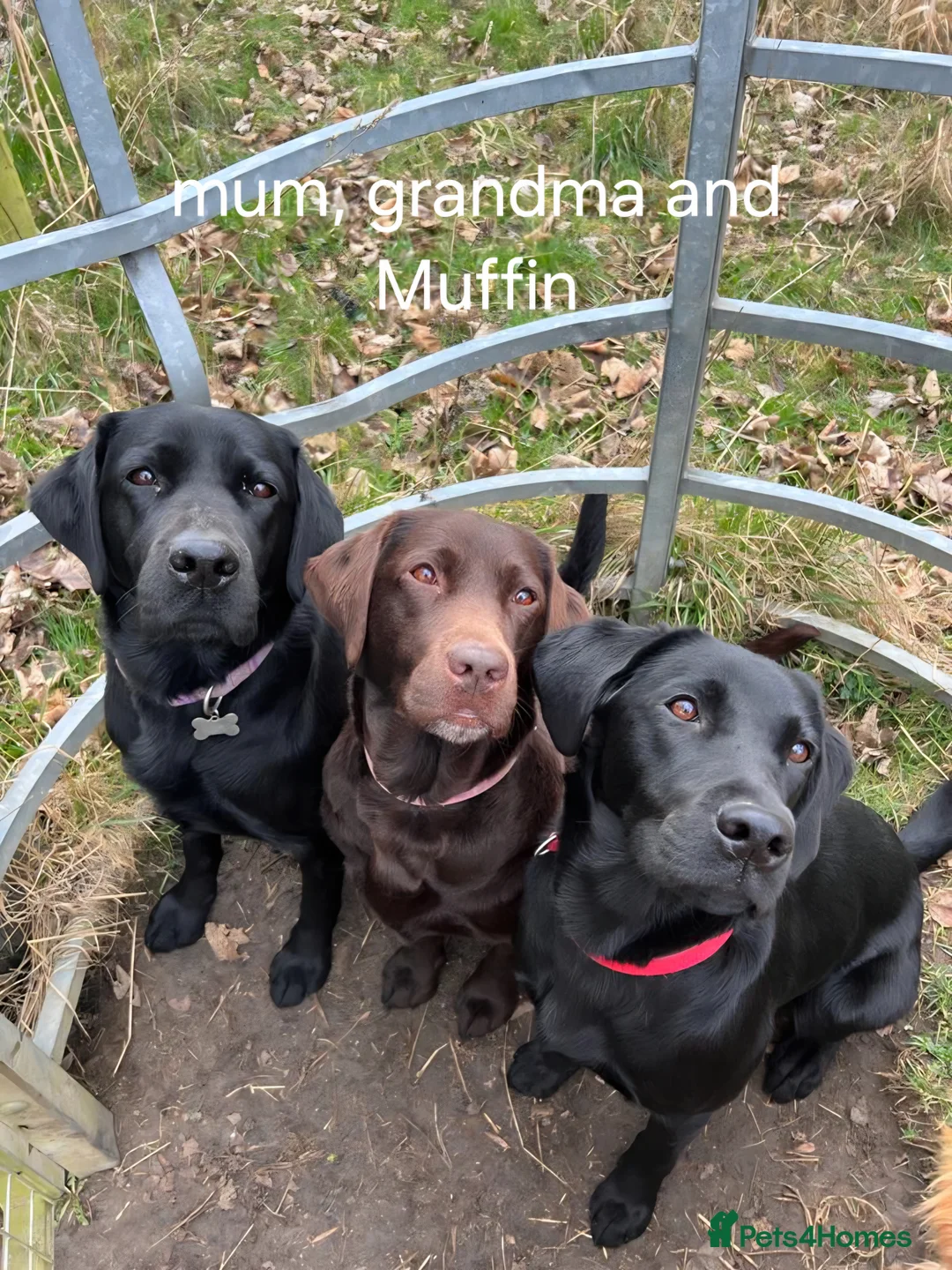 Labrador Retriever dogs for sale: 8 beautiful chunky black KC registered puppies - Advert 26