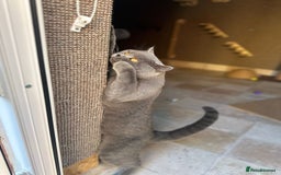 British Shorthair cats for stud: CHUNKY, GORGEOUS BSH STUD  - Image 6