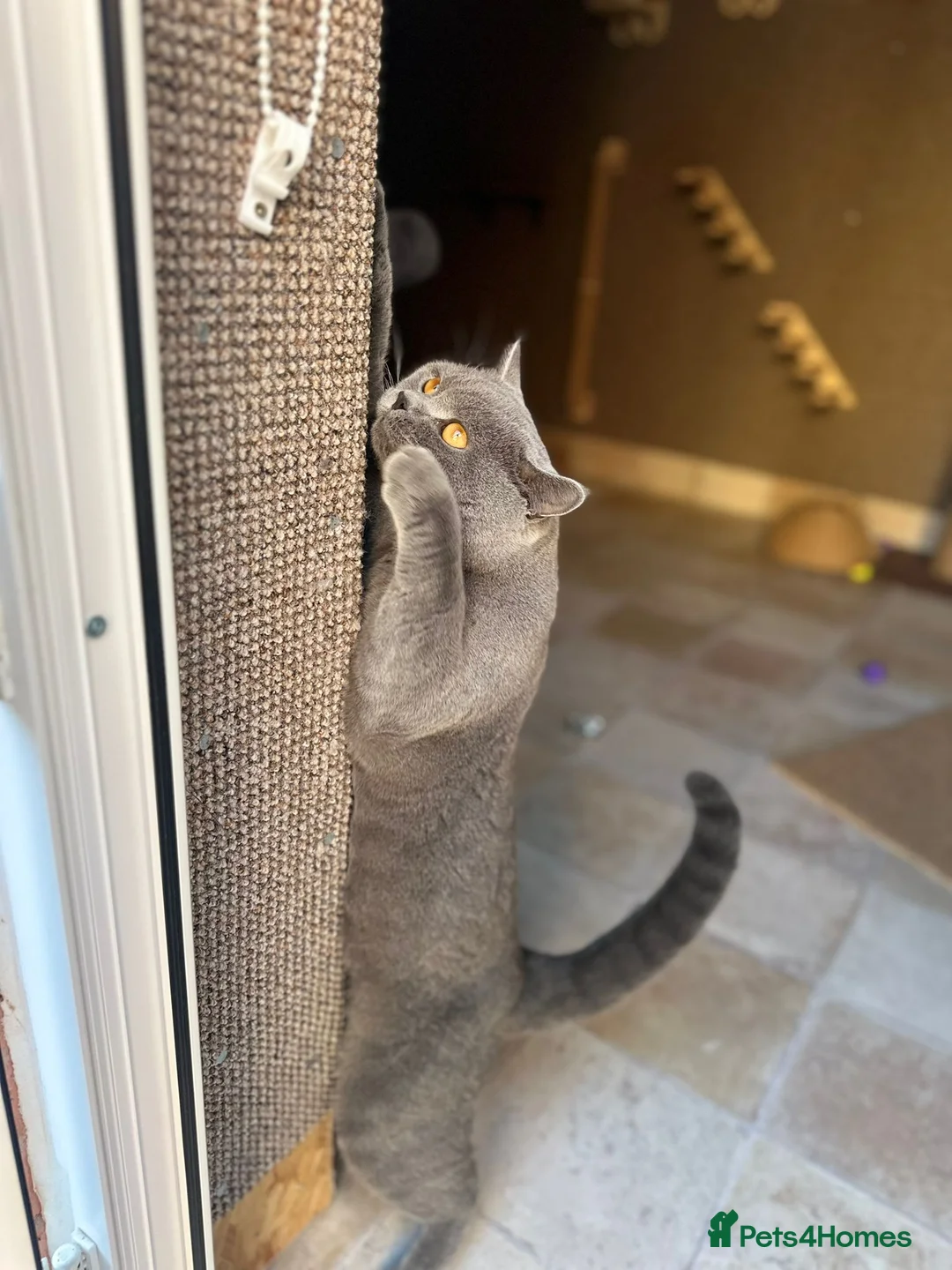 British Shorthair cats for stud: CHUNKY, GORGEOUS BSH STUD  - Advert 4