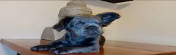 French Bulldog dogs for stud: SOLID LILAC FULL FLUFFY FRENCH BULLDOG - Advert 6