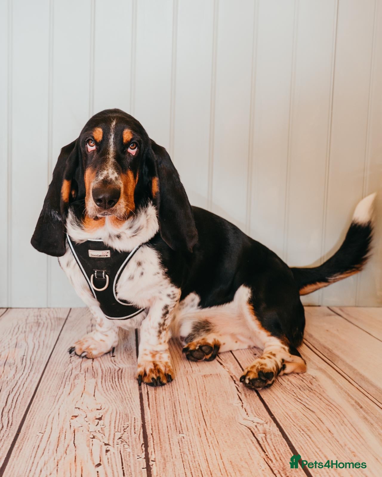 Basset Hound dogs Basset Hound For Stud  - Advert 2