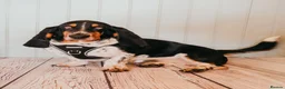 Basset Hound dogs for stud: Basset Hound For Stud  in Bolton - Advert 1