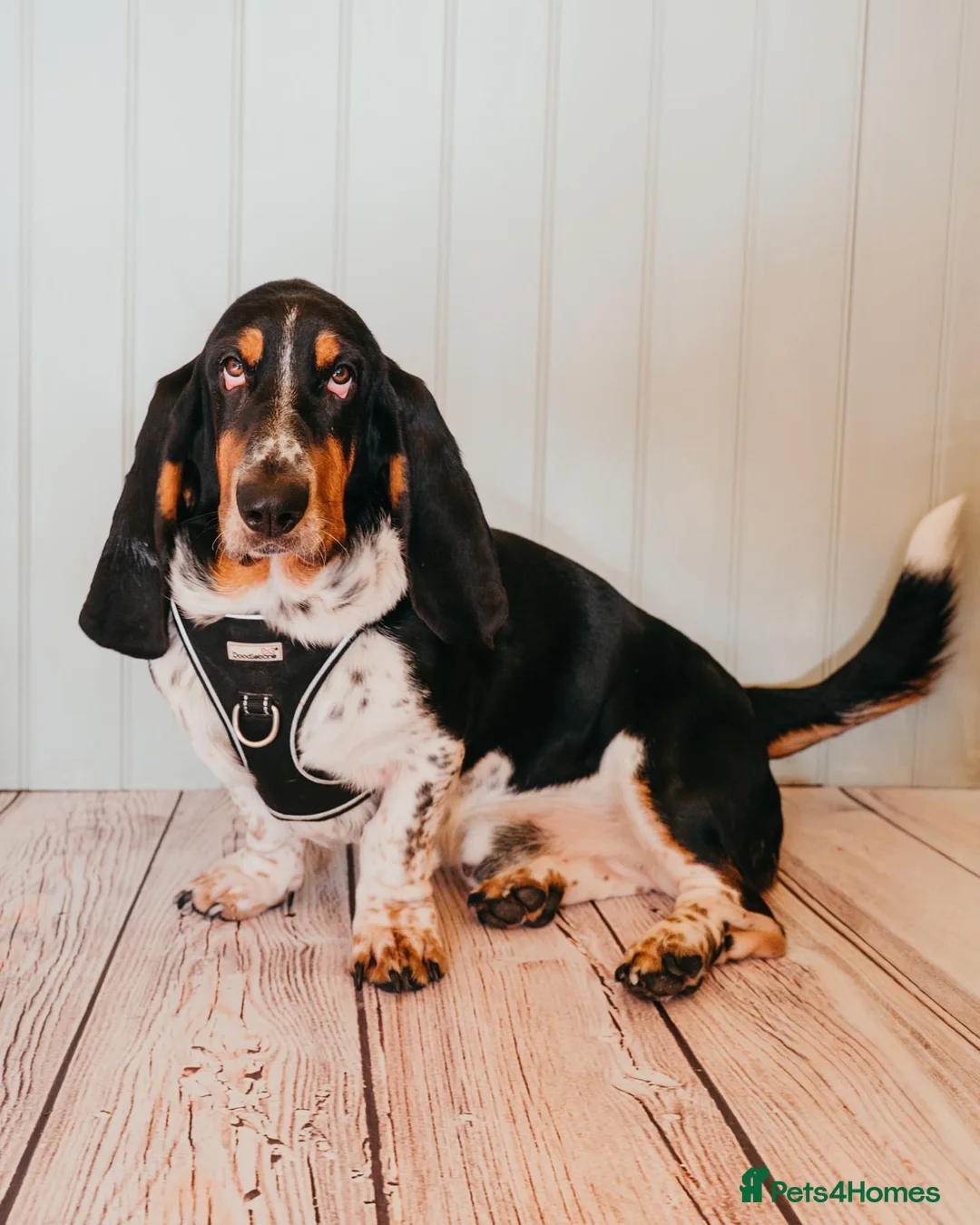 Basset Hound dogs for stud: Basset Hound For Stud  in Bolton - Advert 1