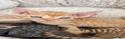 Devon Rex cats for sale: Devon Rex - Advert 8