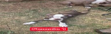 Boston Terrier 6