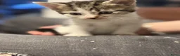 Mixed Breed cats for sale: 6 cute mixed kittens - Advert 19