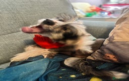 Chinese Crested dogs for sale: Chinese Crested pups- Powder Puff and Hairless - Image 6