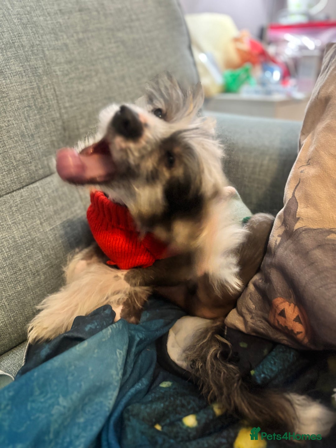 Chinese Crested dogs for sale: Chinese Crested pups- Powder Puff and Hairless - Image 6