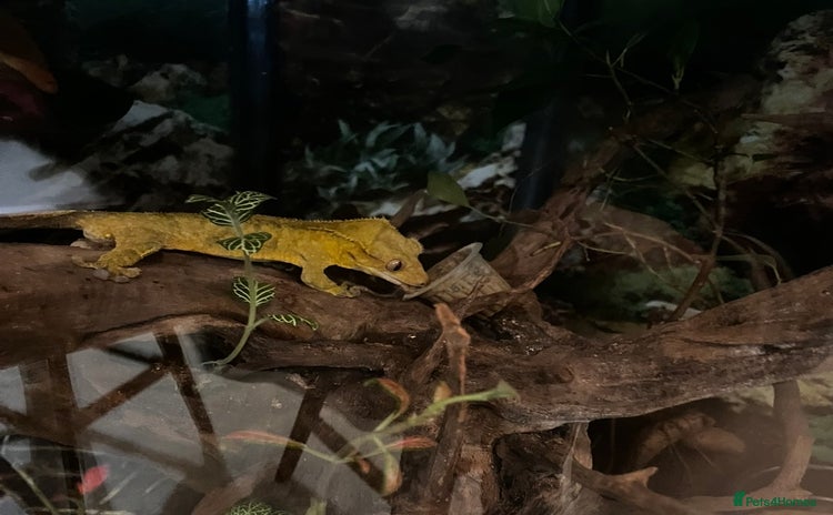 Gecko reptiles - Advert 1