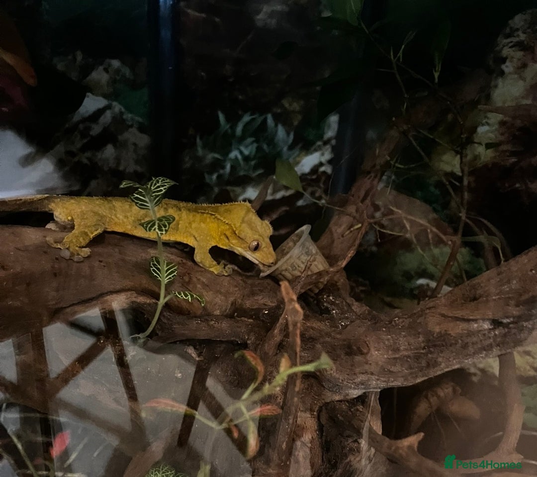 Gecko reptiles for sale: Crested gecko for sale  - Image 1