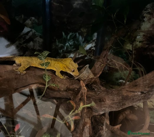 Gecko reptiles - Advert 7