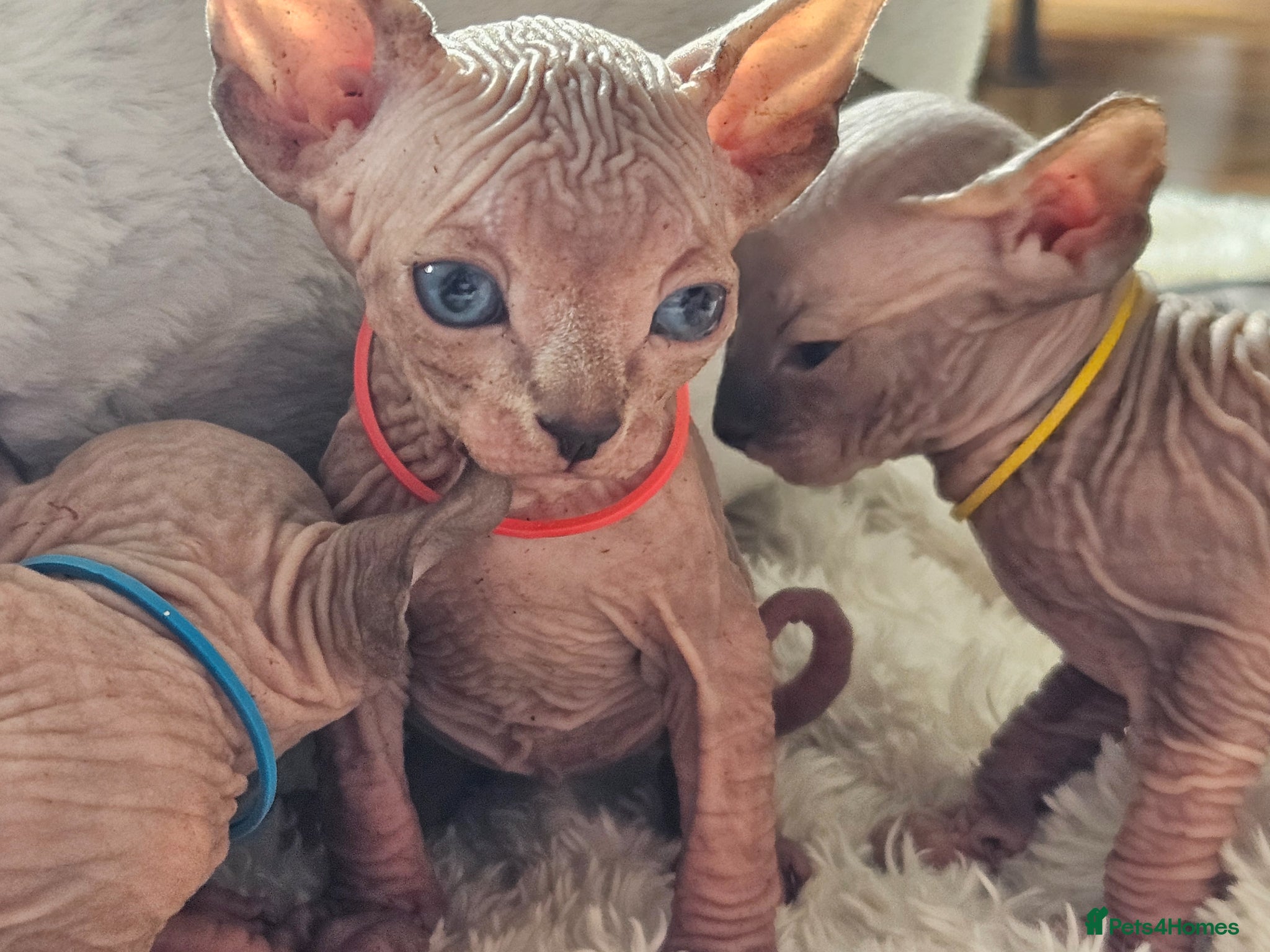 Sphynx cats SPHYNX ANGELS 🩷🩷💙💙💙💫💫 - Advert 4
