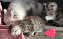 British Shorthair cats for sale: British short hair kittens - Image 18
