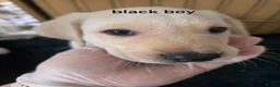 Labrador Retriever dogs for sale: Ready to leave labrador puppies 2girl 3male left  - Advert 7