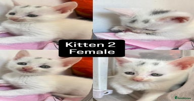 Mixed Breed cats - Advert 9