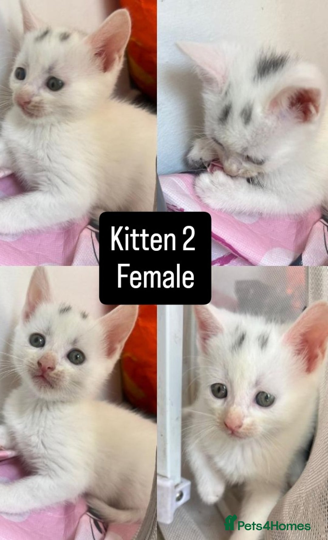 Mixed Breed cats for sale: White / Odd eye / black  Russian mix kittens /  - Image 3