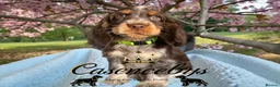 Cocker Spaniel dogs for sale: READY NOW- DNA TESTED choc roan & tan show cocker - Advert 2