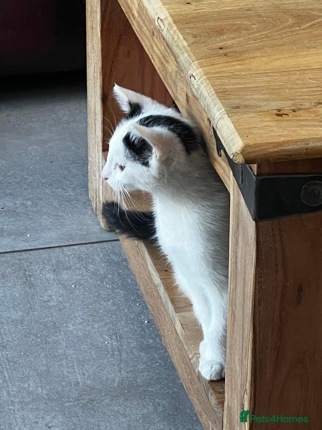 Mixed Breed cats for sale: Loving home only for a tiny happy boy - Image 4