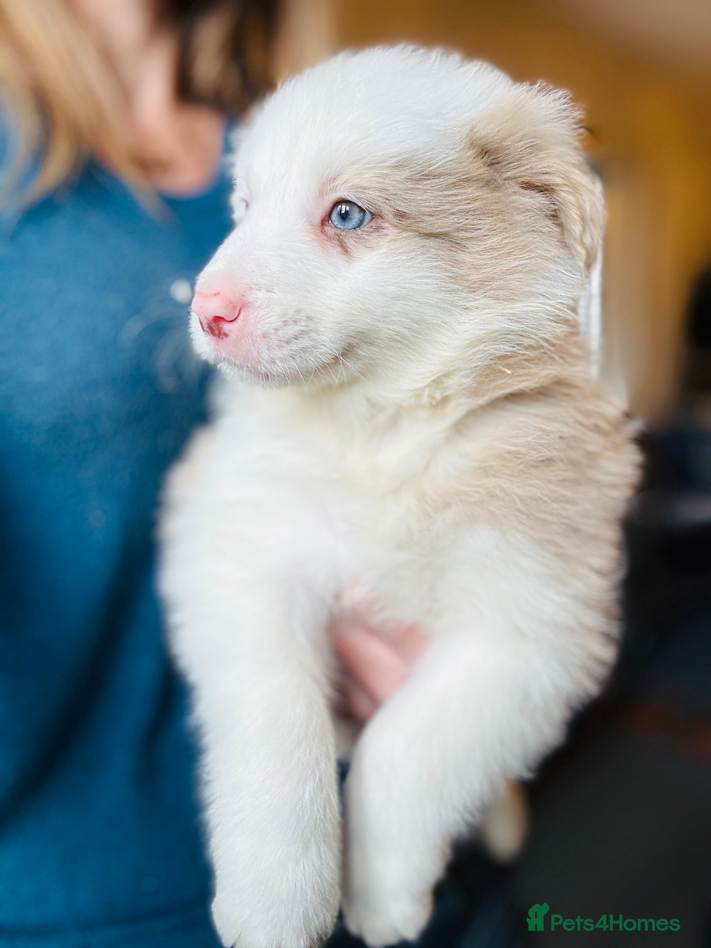Border Collie dogs KC Reg (Pending) Border Collie Puppies For Sale - Advert 7