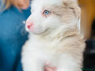 Border Collie dogs KC Reg (Pending) Border Collie Puppies For Sale - Advert 7