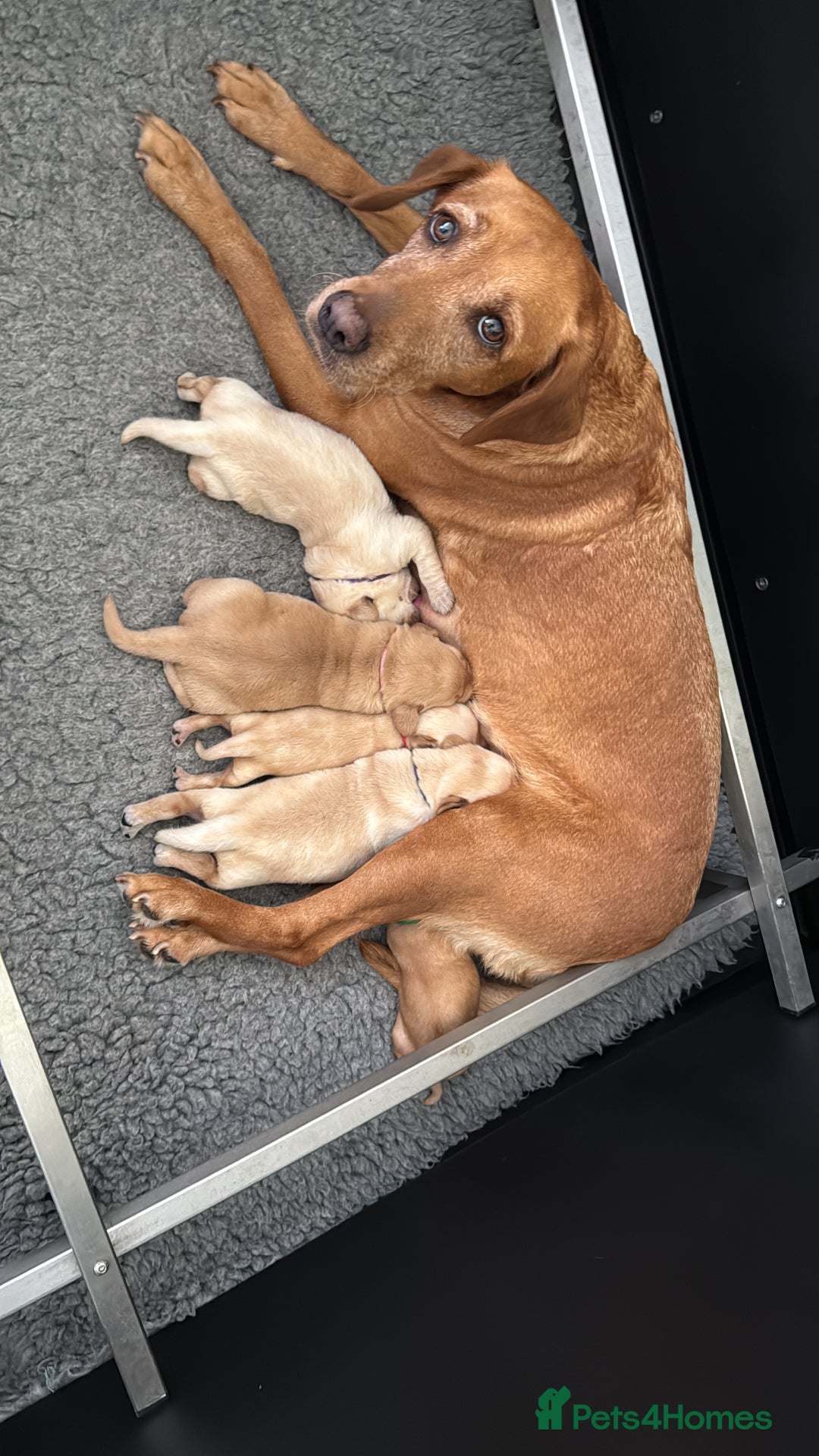 Labrador Retriever dogs for sale: Home bred working Labrador puppies - Image 1