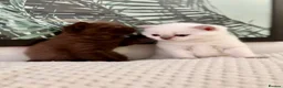 British Shorthair cats for sale: 🐾💙Beautifully Stunning GCCF BSH Kittens💙🐾 - Advert 9