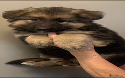 German Shepherd dogs for sale: German Shepherd puppies - Image 3