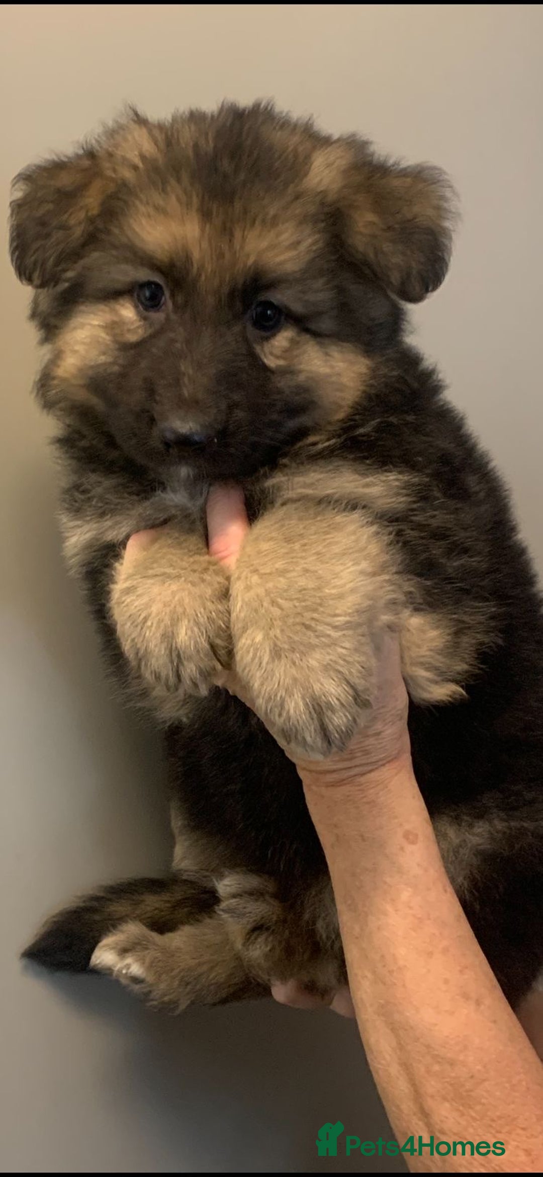 German Shepherd dogs for sale: German Shepherd puppies - Image 3