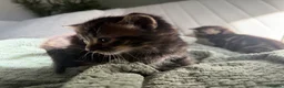 Mixed Breed cats for sale: 4 kittens looking for new home  - Advert 2