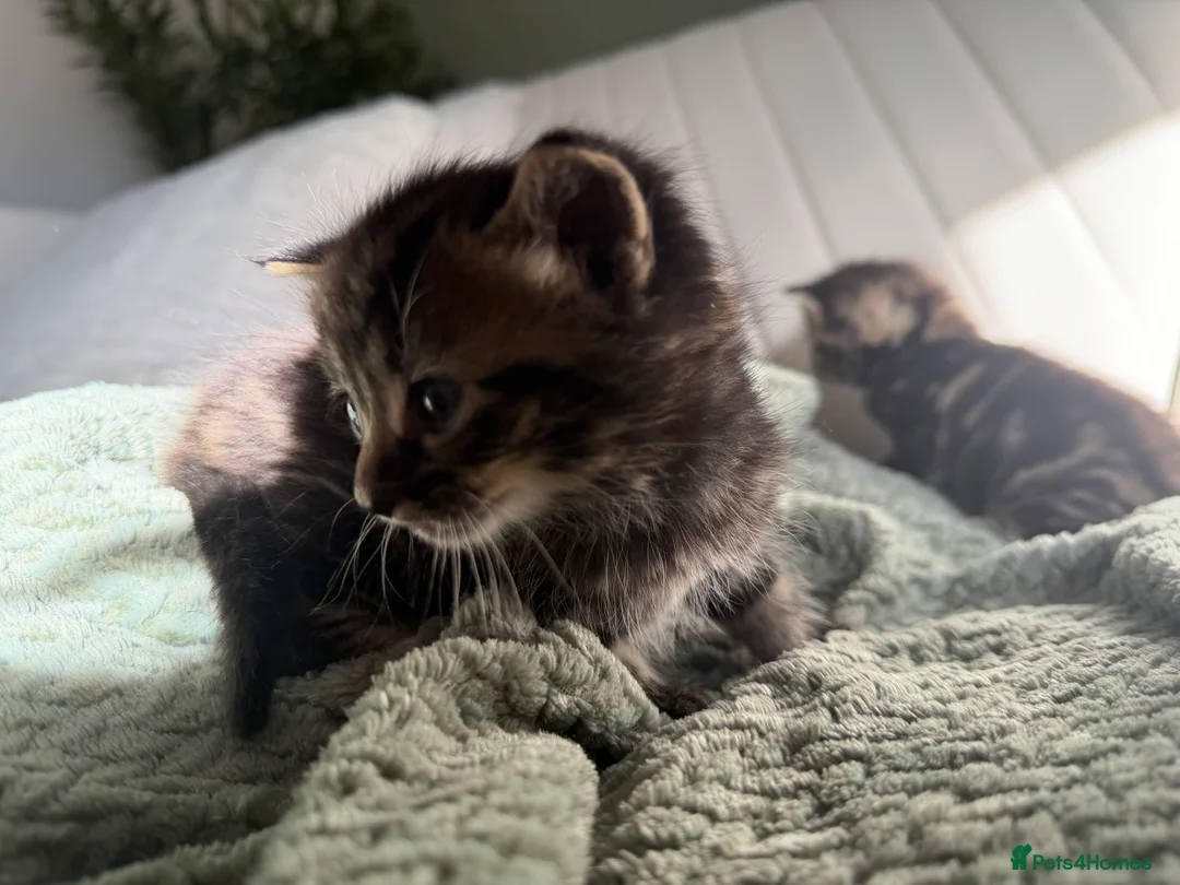 Mixed Breed cats for sale: 4 kittens looking for new home  - Advert 2