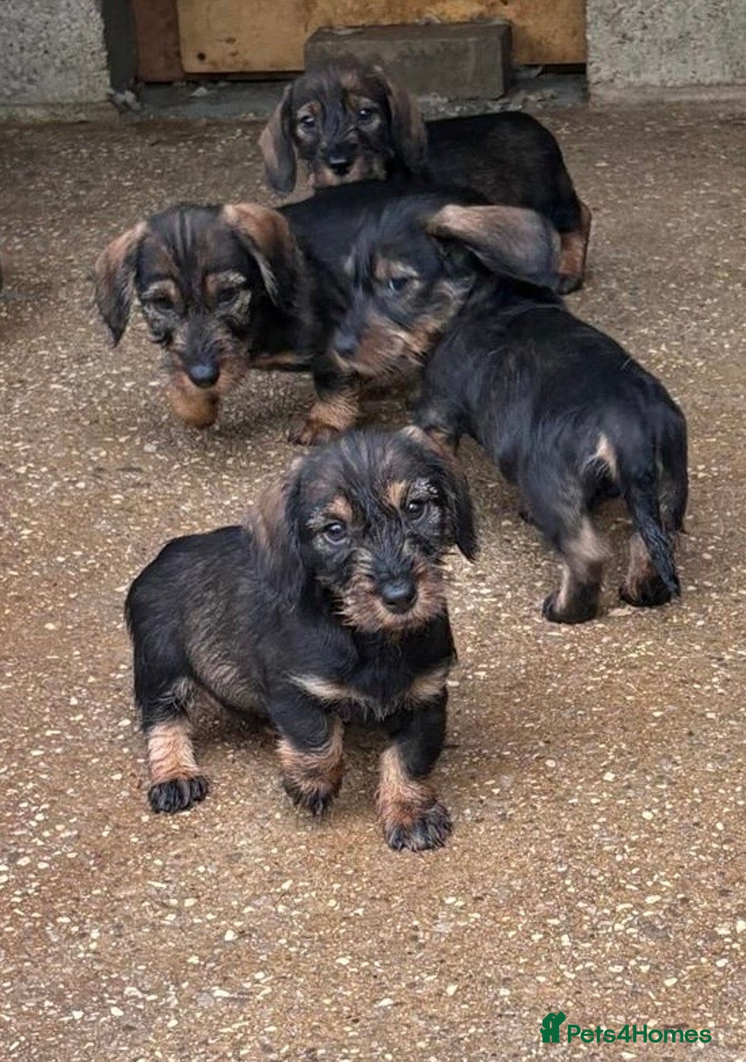 Dachshund dogs for sale: Ready now standard Wirehair dachshund (teckel)  - Image 19