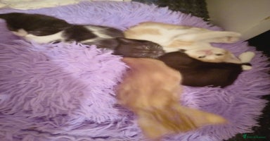 Mixed Breed cats - Advert 16