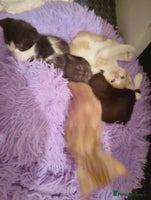 Mixed Breed cats - Advert 2