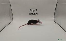 Rat rodents for sale: OCT: 32 Rats (7 Rats: 4 Boys, 3 Girls Left) - Advert 3