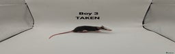 Rat rodents for sale: OCT: 32 Rats (2 Rats: 2 Boys Left) - Advert 3