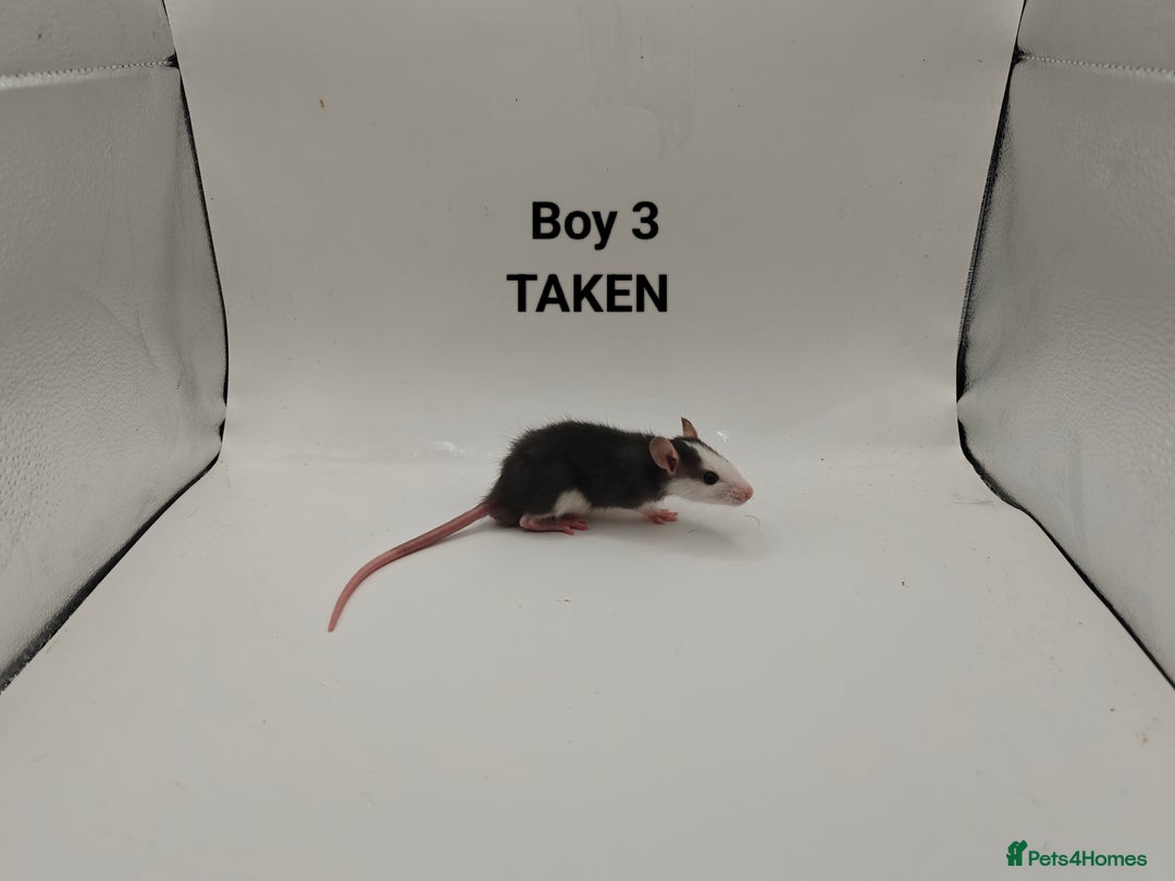 Rat rodents for sale: OCT: 32 Rats (7 Rats: 4 Boys, 3 Girls Left) - Advert 3