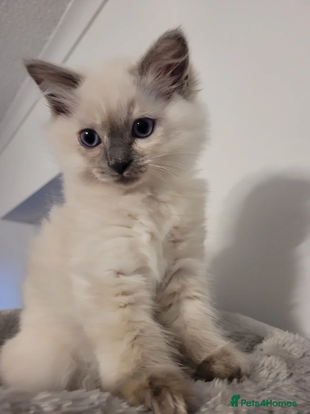 Ragdoll cats for sale: Ragdoll kittens - Advert 2