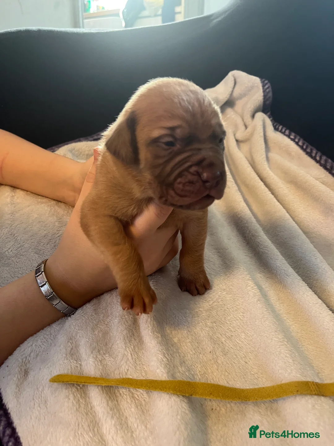 Dogue De Bordeaux dogs for sale: Dogue de Bordeaux puppies - Advert 6