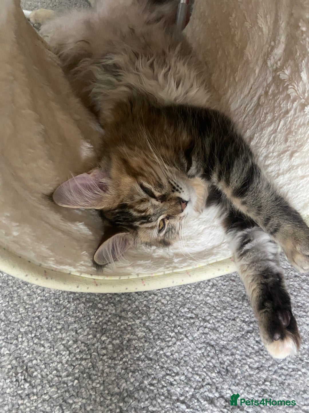 Maine Coon cats for sale: Half Main Coon and Ragdoll - Image 13