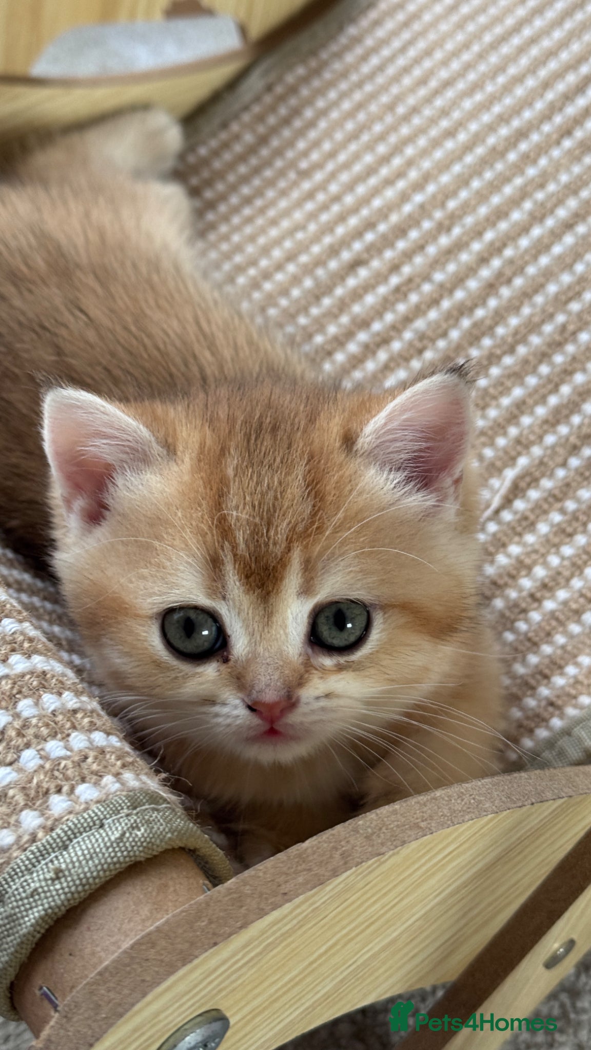 British Shorthair cats for sale: ADORABLE GCCF BSH CHOCOLATE GOLD KITTENS  - Advert 9