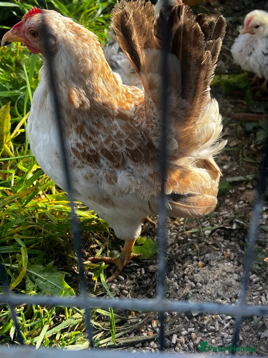 Chickens poultry for sale: Serema frizzle cock chicks  - Advert 4