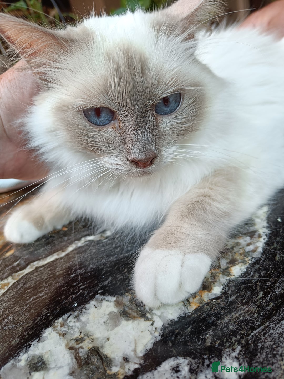 Birman cats for sale: Birman Female lilac point cat - Image 5