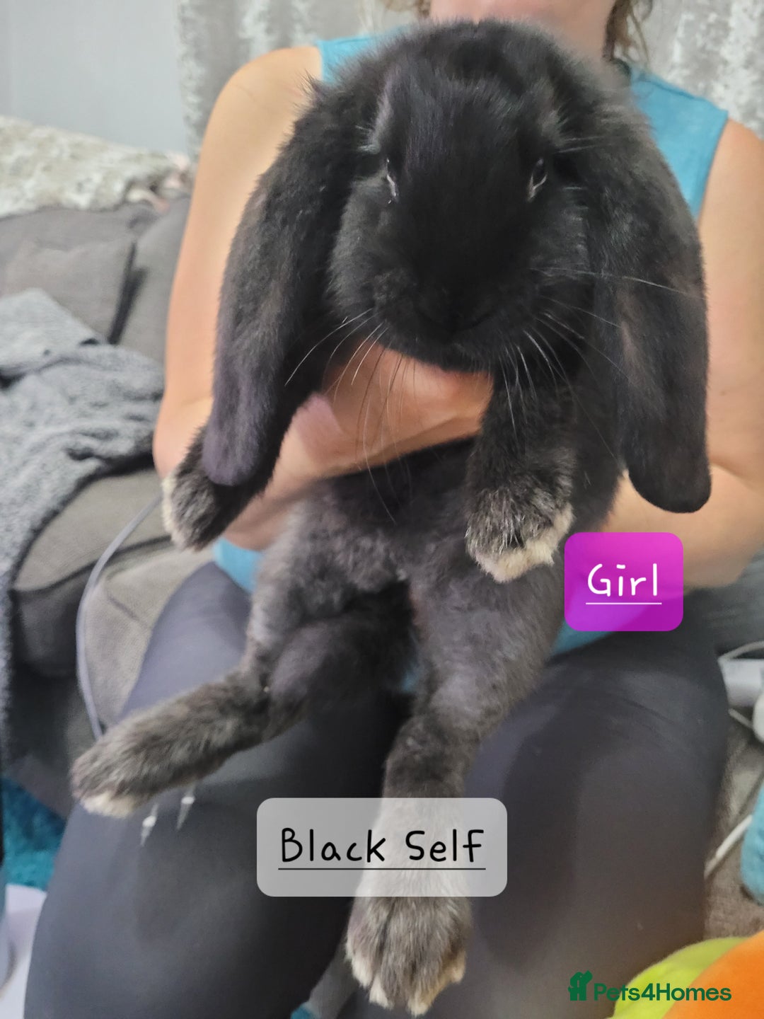 French Lop rabbits for sale: Pure Bred French Lop Babies - Image 3