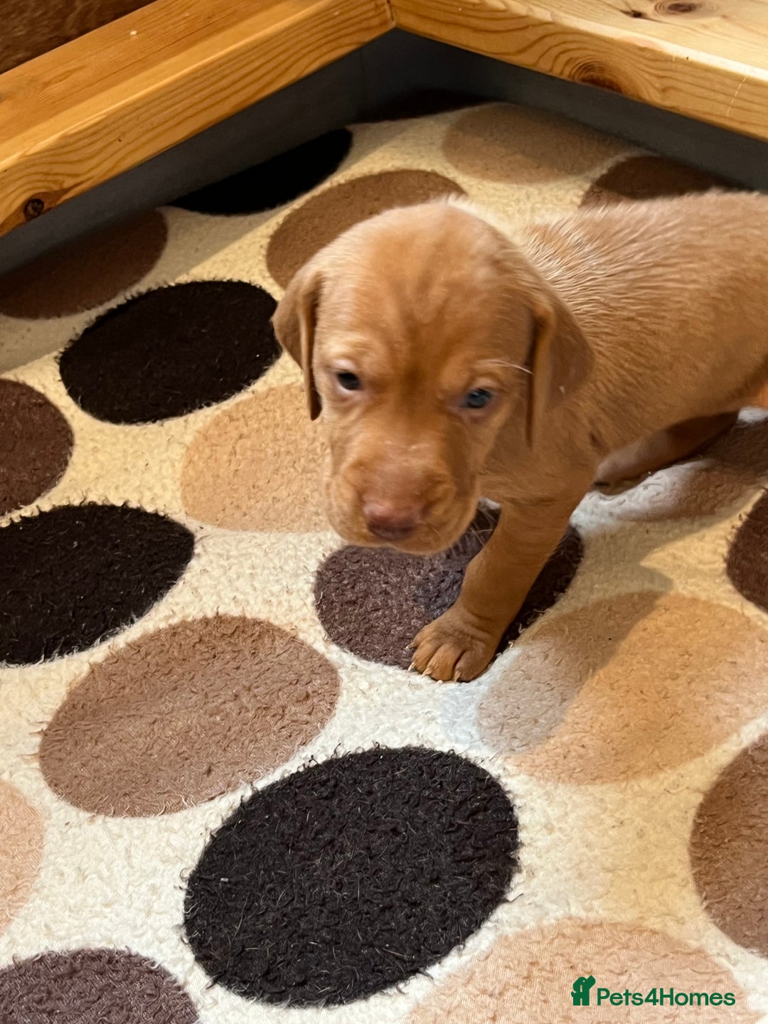 Hungarian Vizsla dogs for sale: Wonderful puppies from mum with 0/0 hip score.  - Image 5