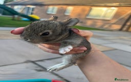 Mixed Breed rabbits for sale: Mini lop X bunnies - Image 6