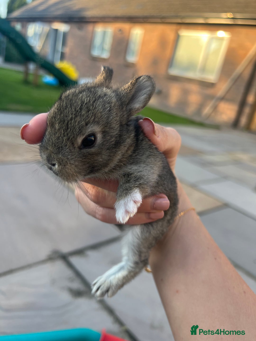 Mixed Breed rabbits for sale: Mini lop X bunnies - Image 6